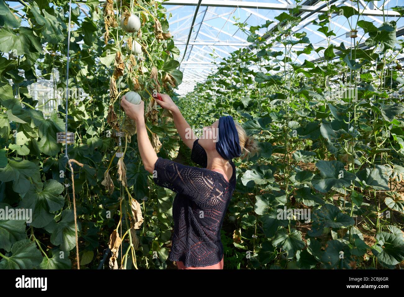 Gemuesegaertnerin beim Ernten von Honigmilonen aus einem biologisch, dynamisch bewirtschafteten Gewaechshaus. Stock Photo