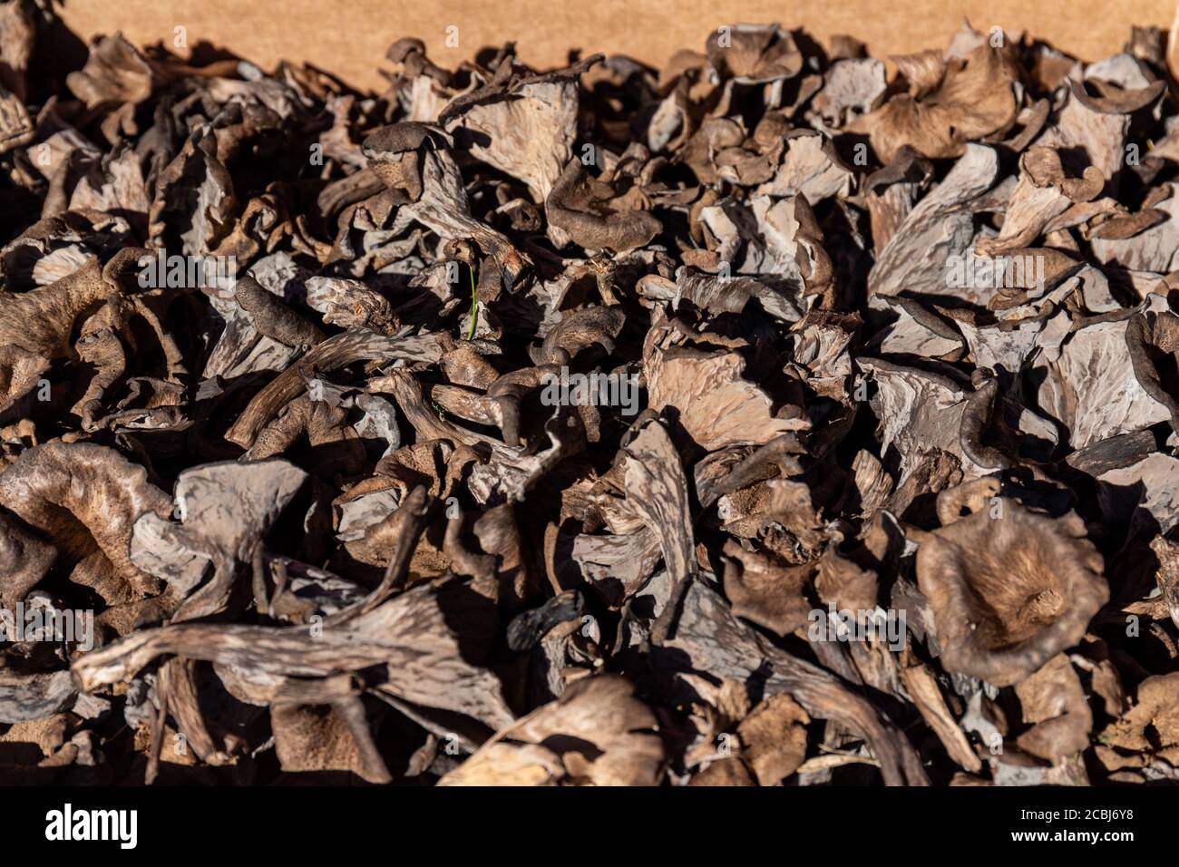 Craterellus cornucopioides, also known as the black chanterelle, black trumpet or trumpet of the dead for sale at a market square Stock Photo