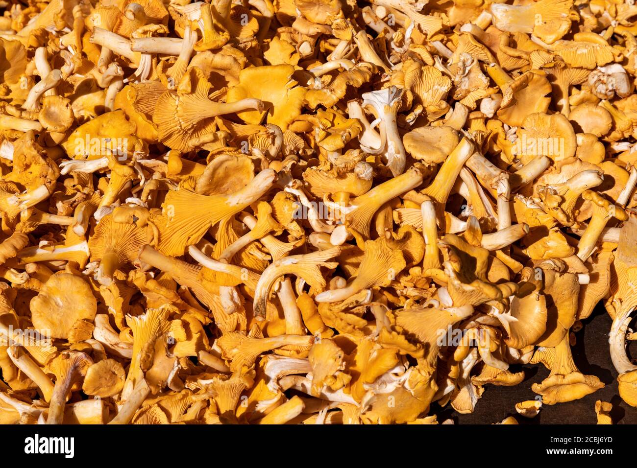 Chanterelles on sale at market square Stock Photo Alamy