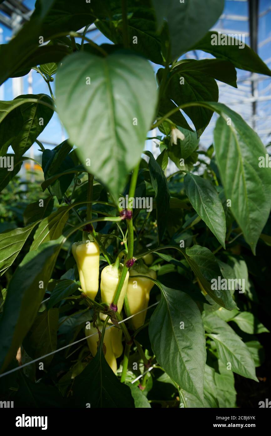 Spitzpaprika in einem Gewaechshaus das biologisch, dynamisch bewirtschaftet wird. Stock Photo