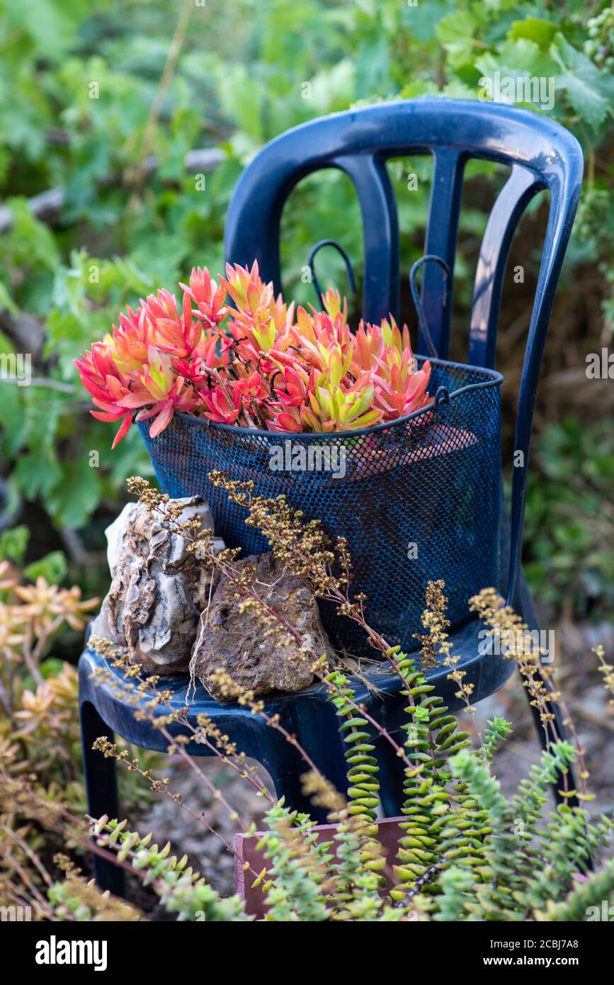 Reused planter ideas. Secondhand metal basket turns into garden flower