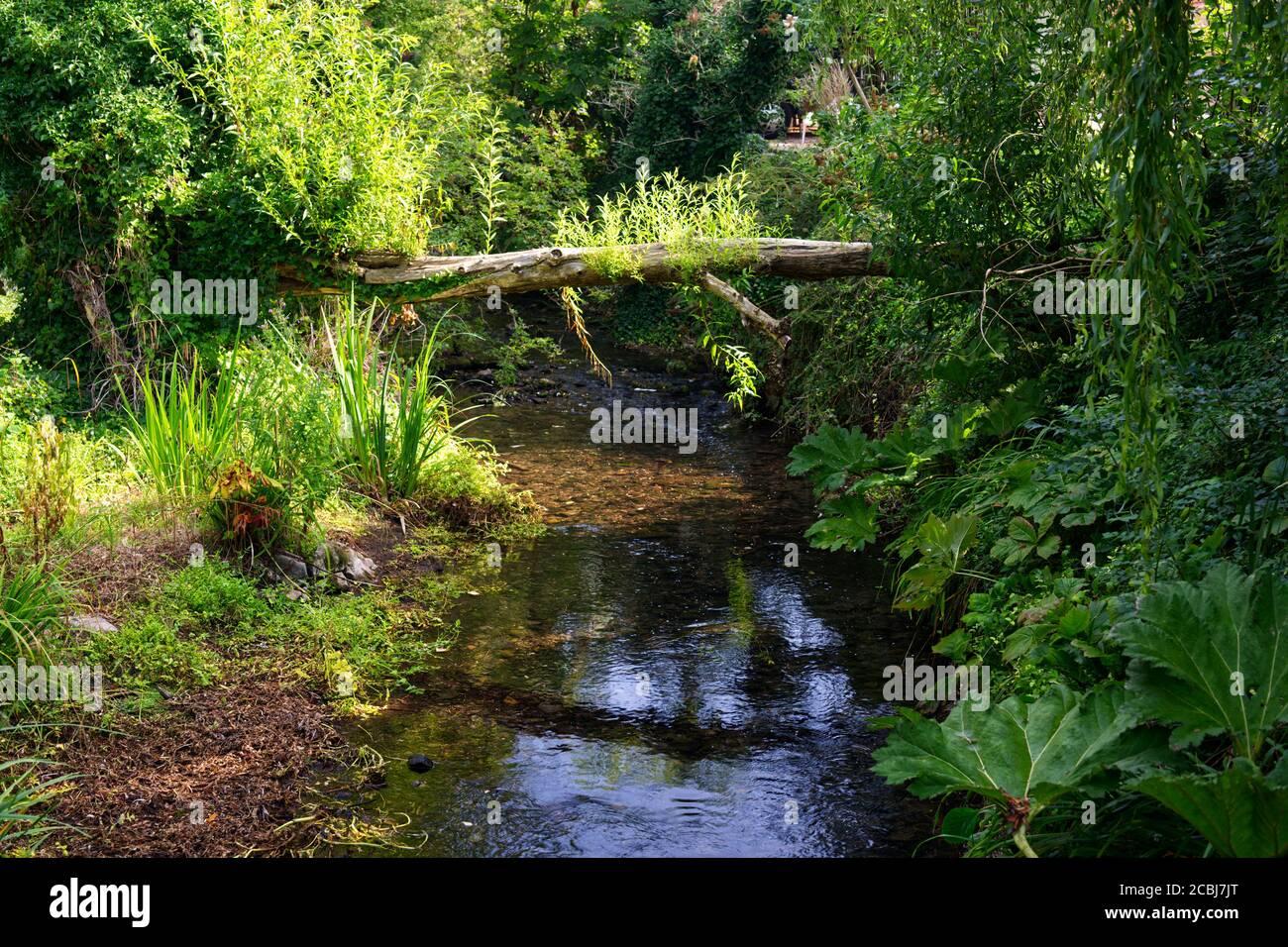City stream tree hi-res stock photography and images - Alamy