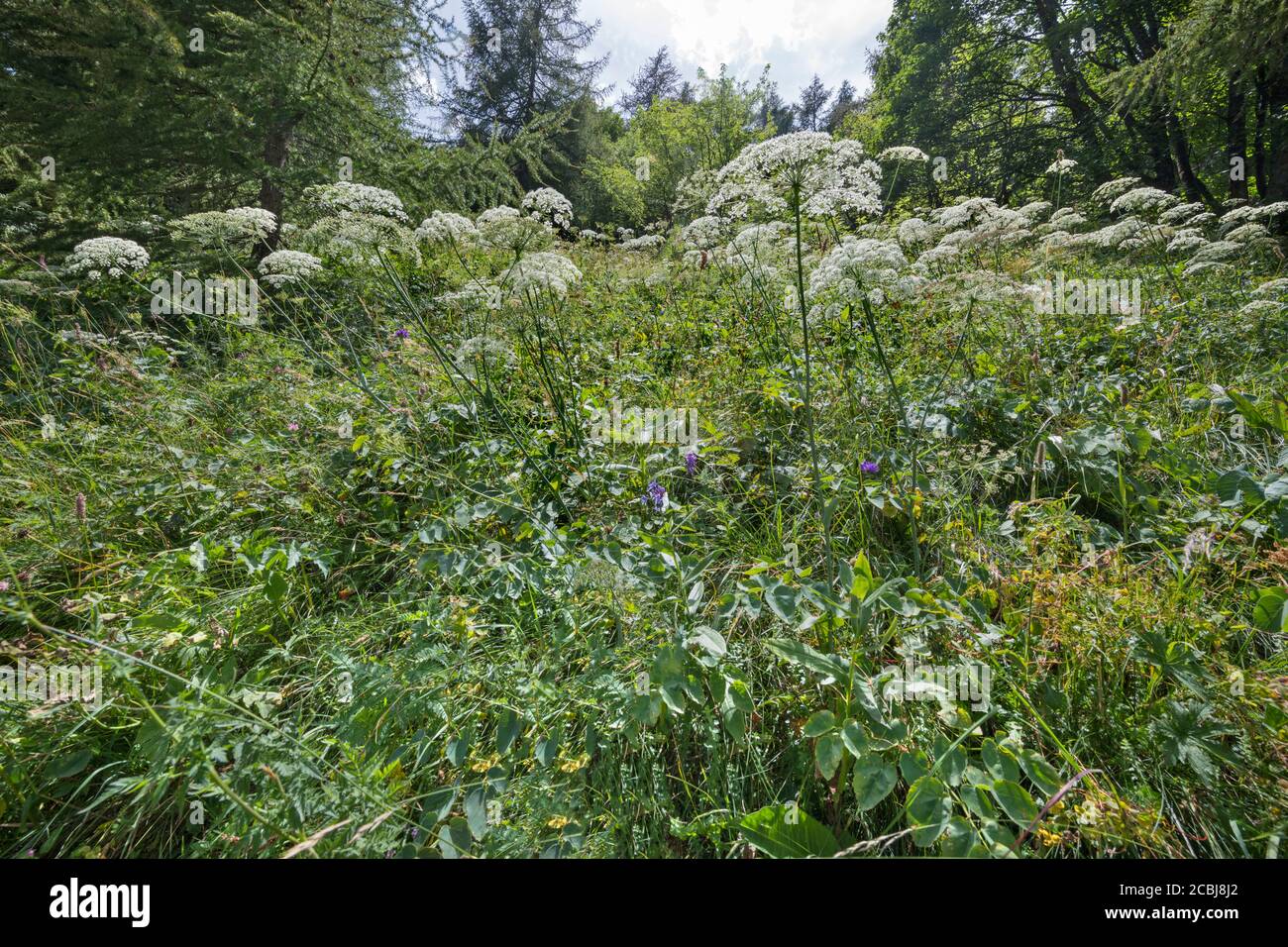 Piedmont, Varaita valley, flowers Stock Photo