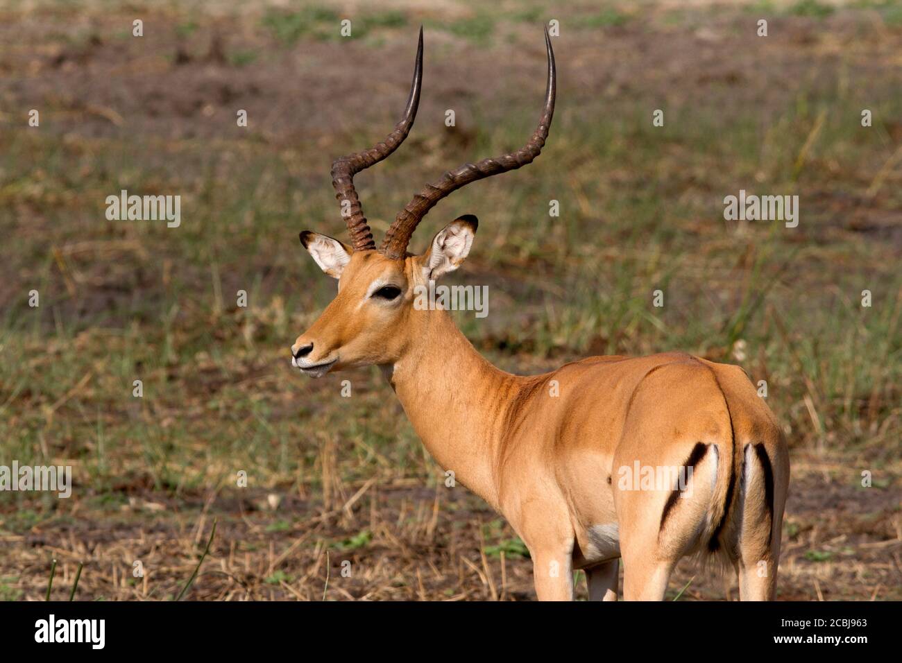 During the rutting season the male Impala set up territories and the