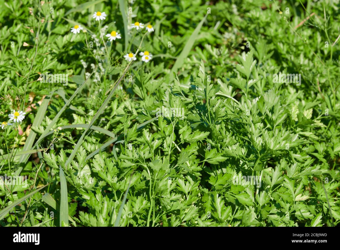 Nahaufnahme von biologisch, dynamisch angebauter glatter Petersilie im Freiland Stock Photo