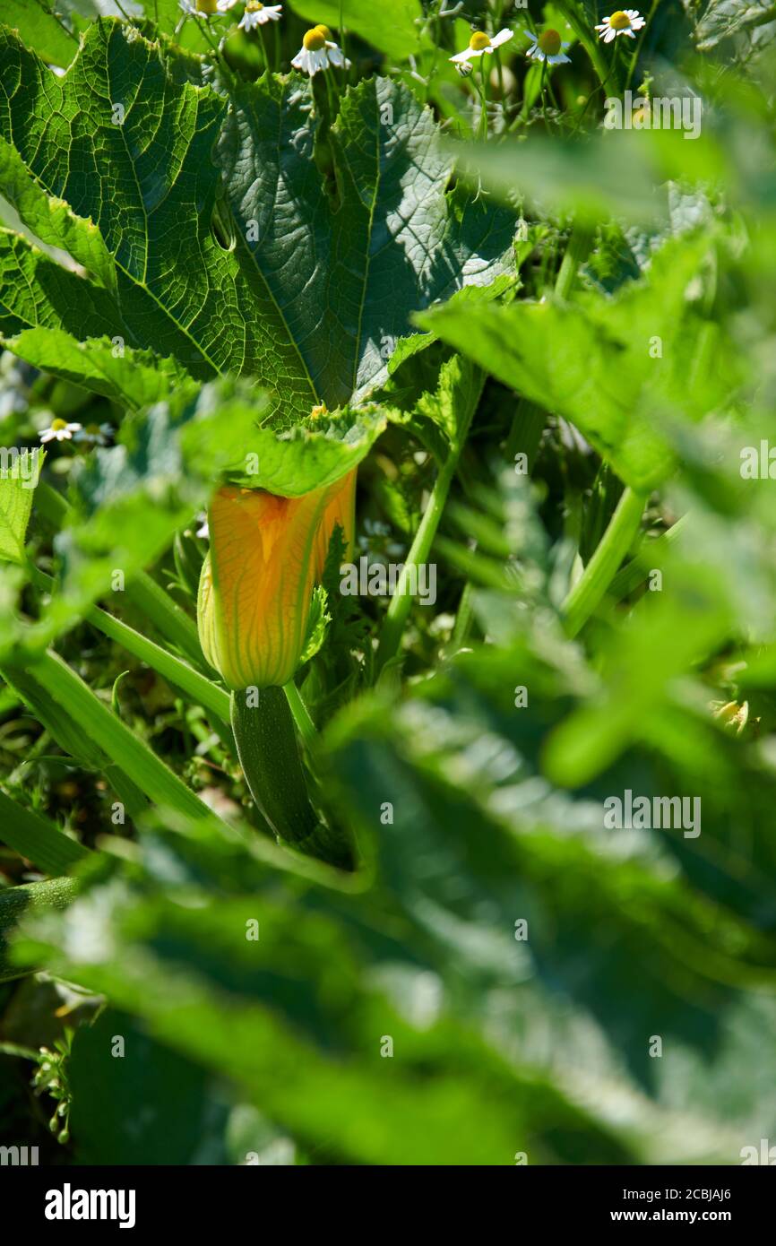 Nahaufnahme von einer Biofreiland Zucchini mit Bluete Stock Photo