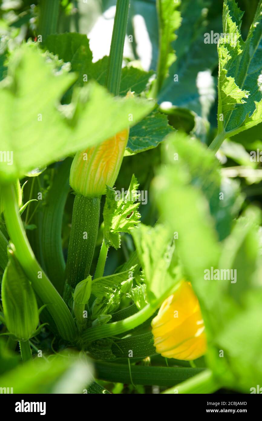 Nahaufnahme von einer Biofreiland Zucchini mit Bluete Stock Photo