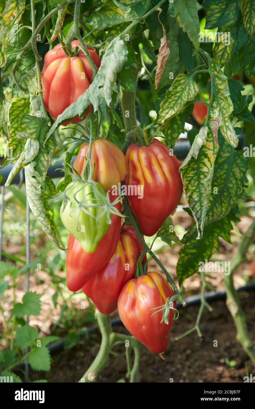 Nahaufnahme von der Tomatensorte Fimmante aus einem Biogewaechshaus. Stock Photo