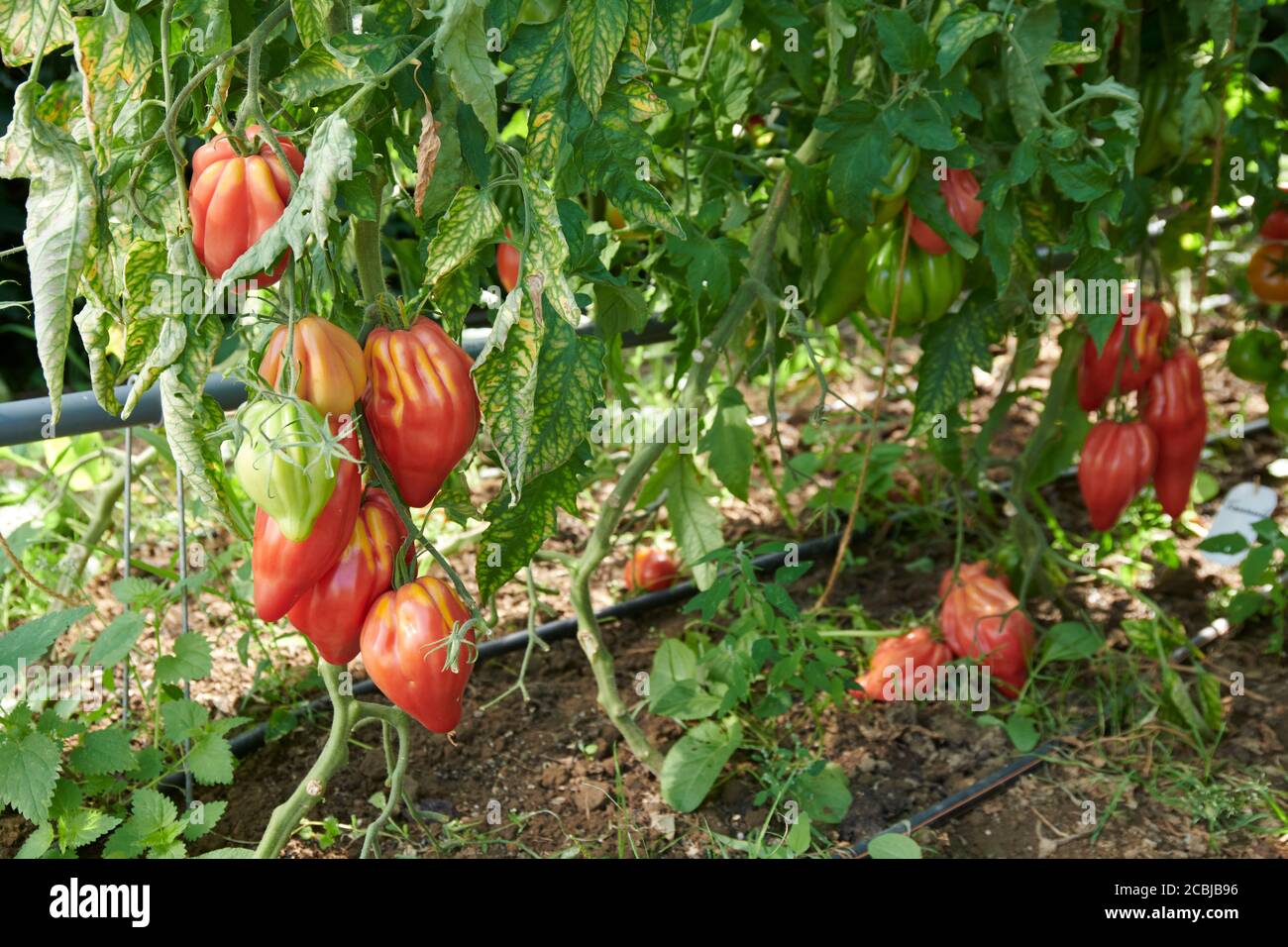 Nahaufnahme von der Tomatensorte Fimmante aus einem Biogewaechshaus. Stock Photo