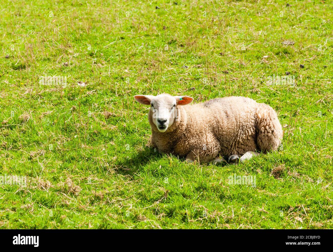 Killerton National Trust House and Garden in Devon. Stock Photo