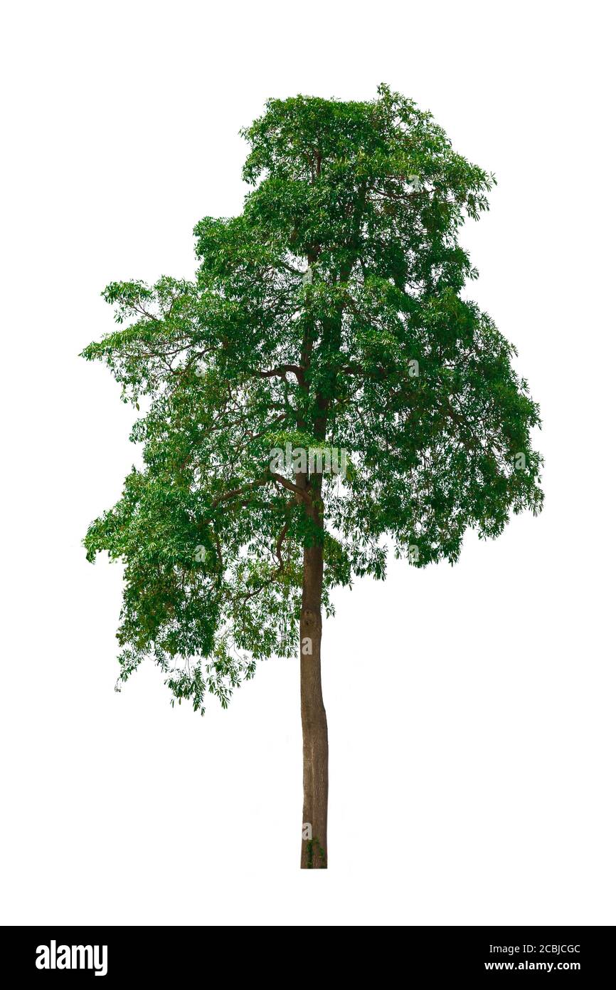 The big tree isolated on white background. Environment concepts. Stock Photo