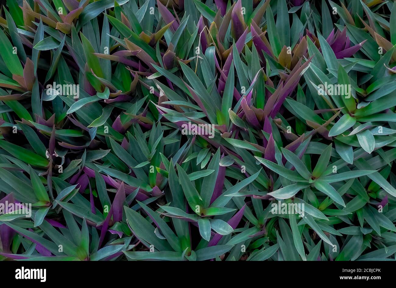 Oyster plant (Tradescantia spathacea). Closeup green and purple leaves