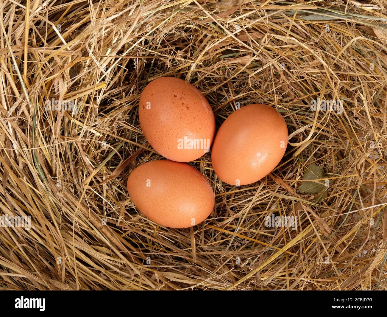 brown fresh eggs in straw top view, chicken eggs in the nest Stock ...