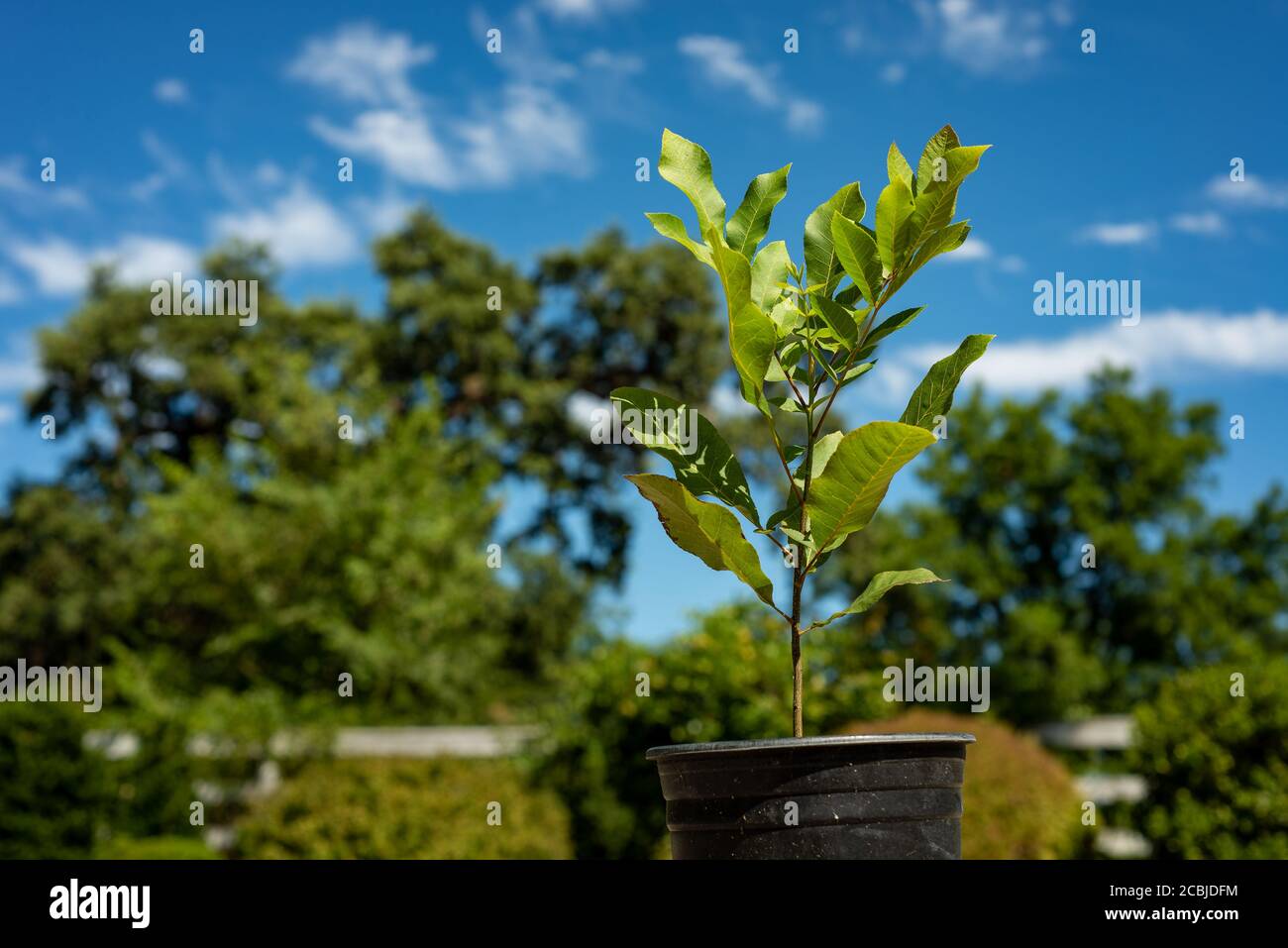 Young sapling of pecan tree, pecan seedling planted in nursery pot Stock Photo