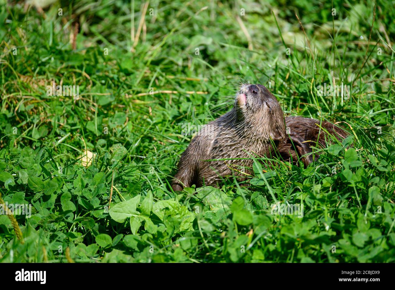 Asian Short Clawed Otter, Washington wetland Centre, Washington, Tyne and Wear, UK Stock Photo