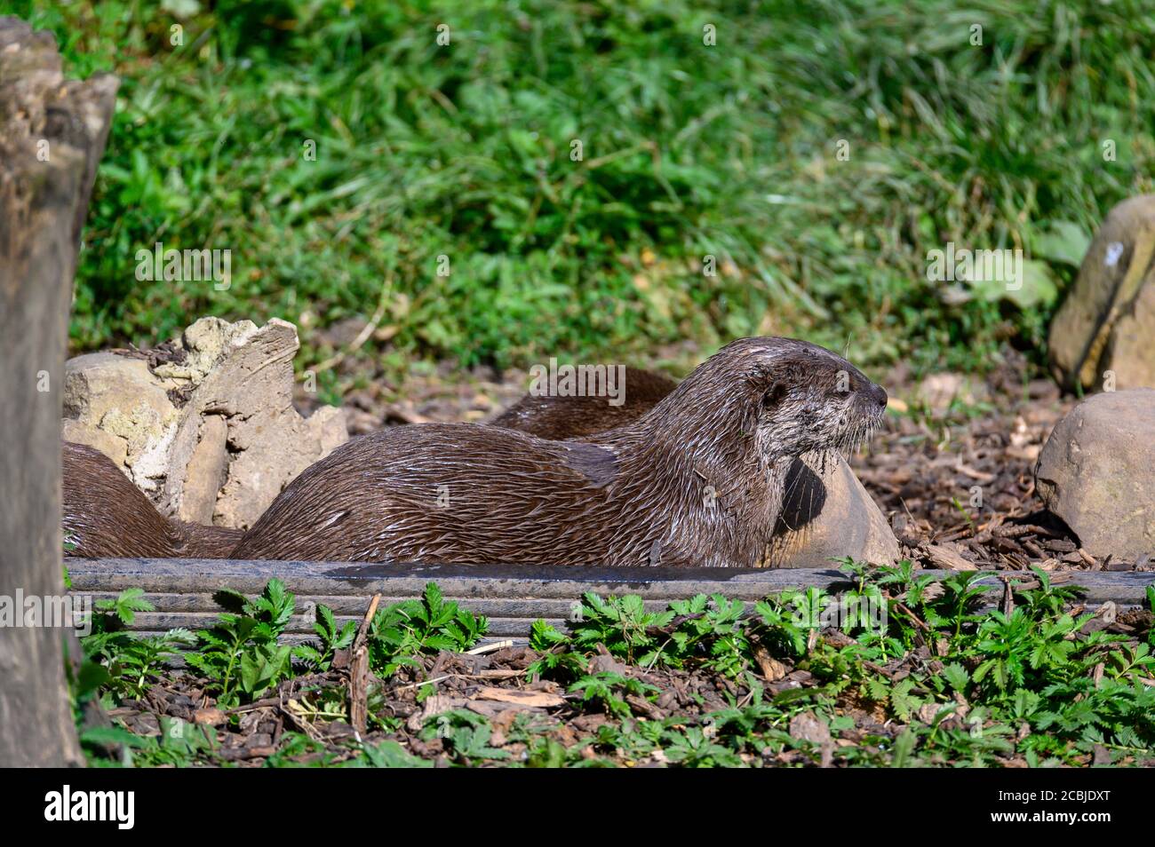 Asian Short Clawed Otter, Washington wetland Centre, Washington, Tyne and Wear, UK Stock Photo