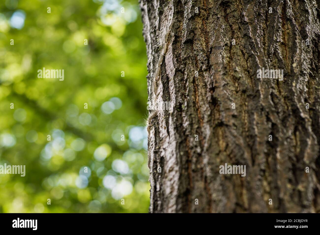 A nose-to-tail procession of processionary caterpillars on tree trunk Stock Photo