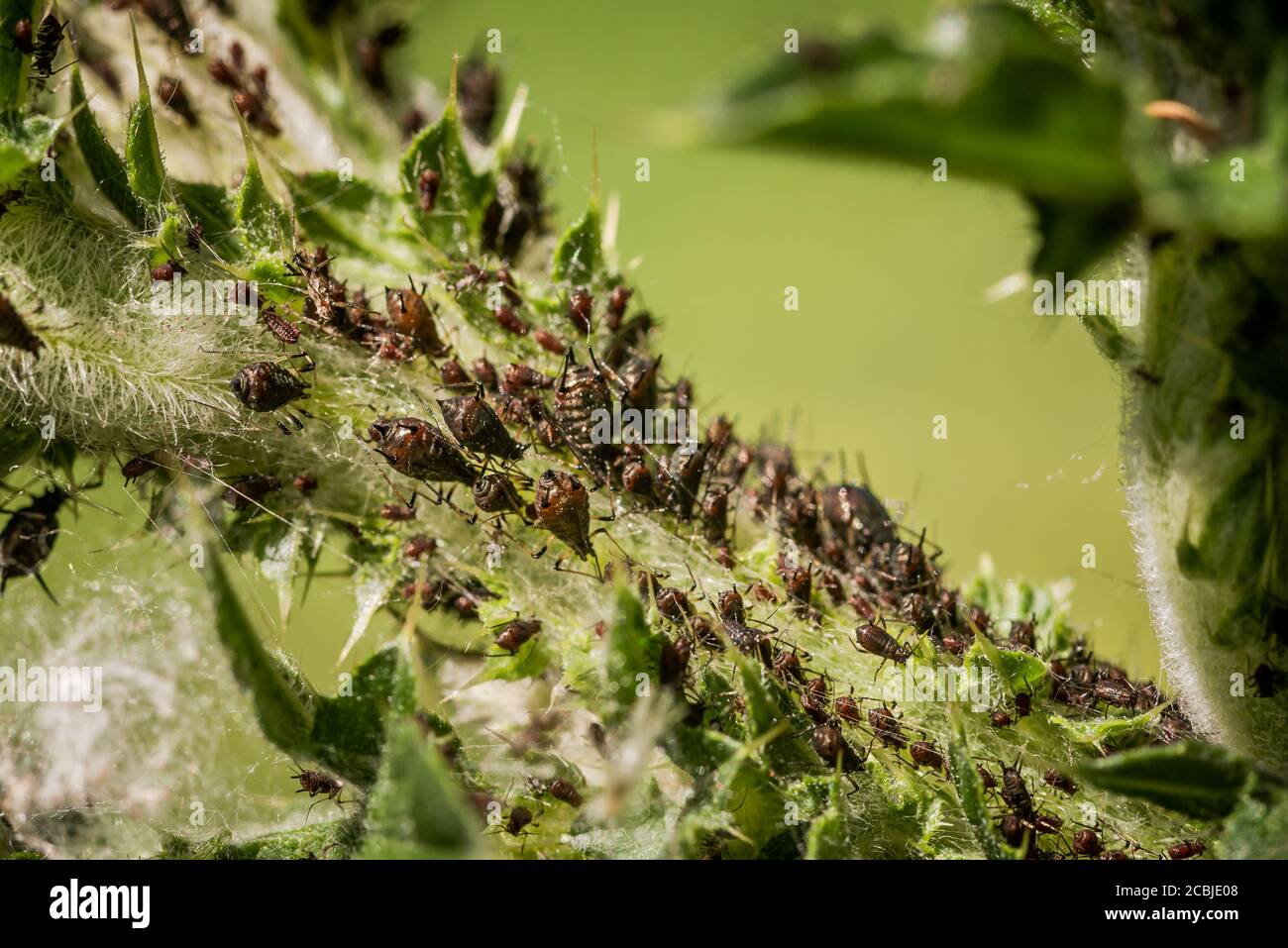 Extreme closeup of large aphid colony infesting plant leaves Stock Photo