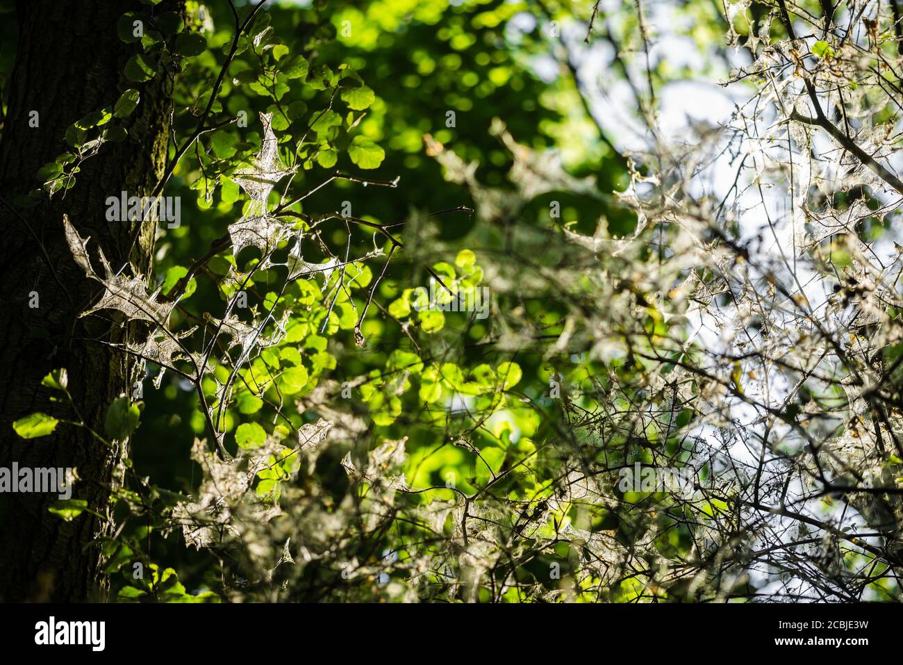 Silk thread webs on a tree with spindle ermine moth infestation Stock Photo