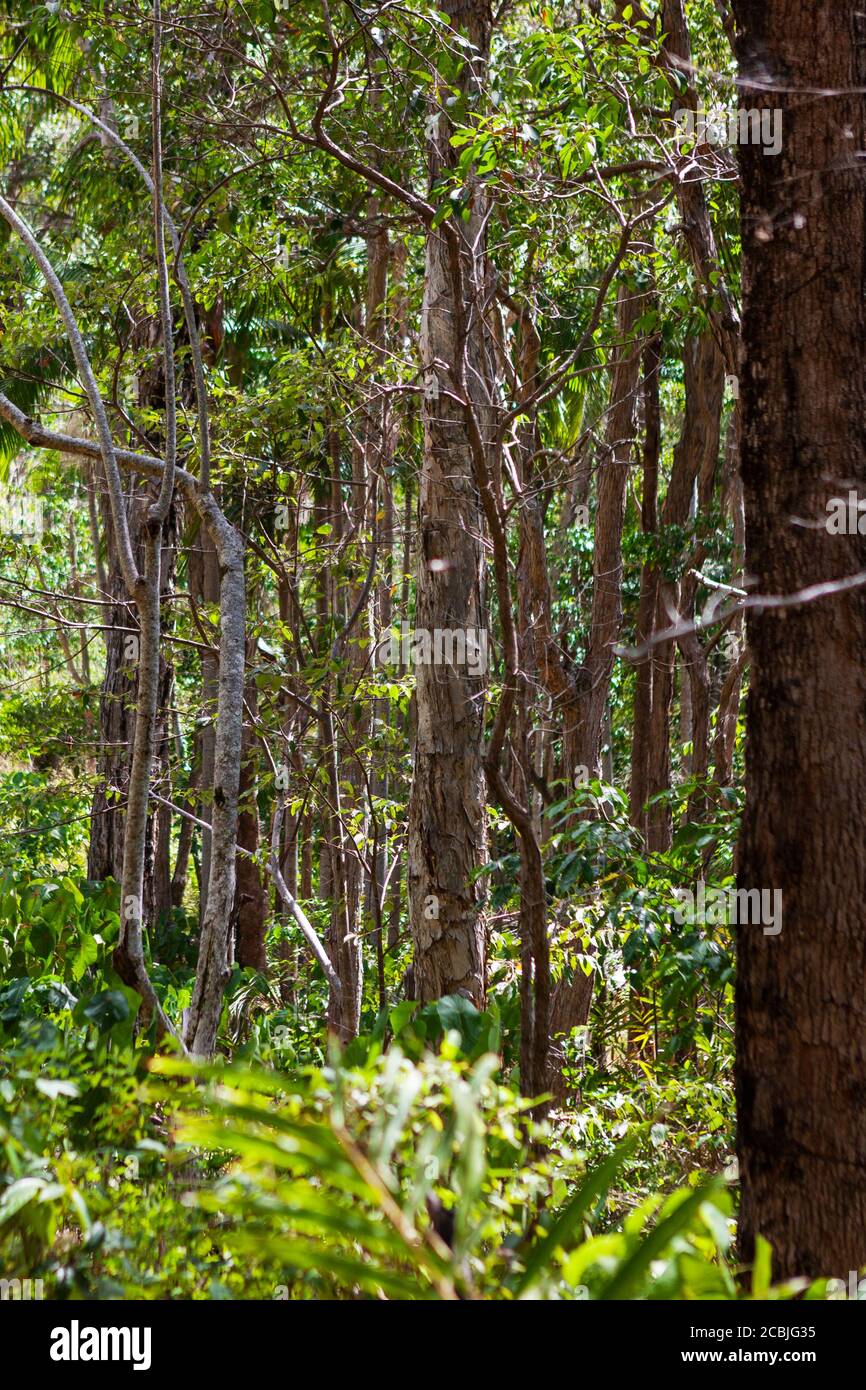 Untouched forest nature in Byron Bay Stock Photo