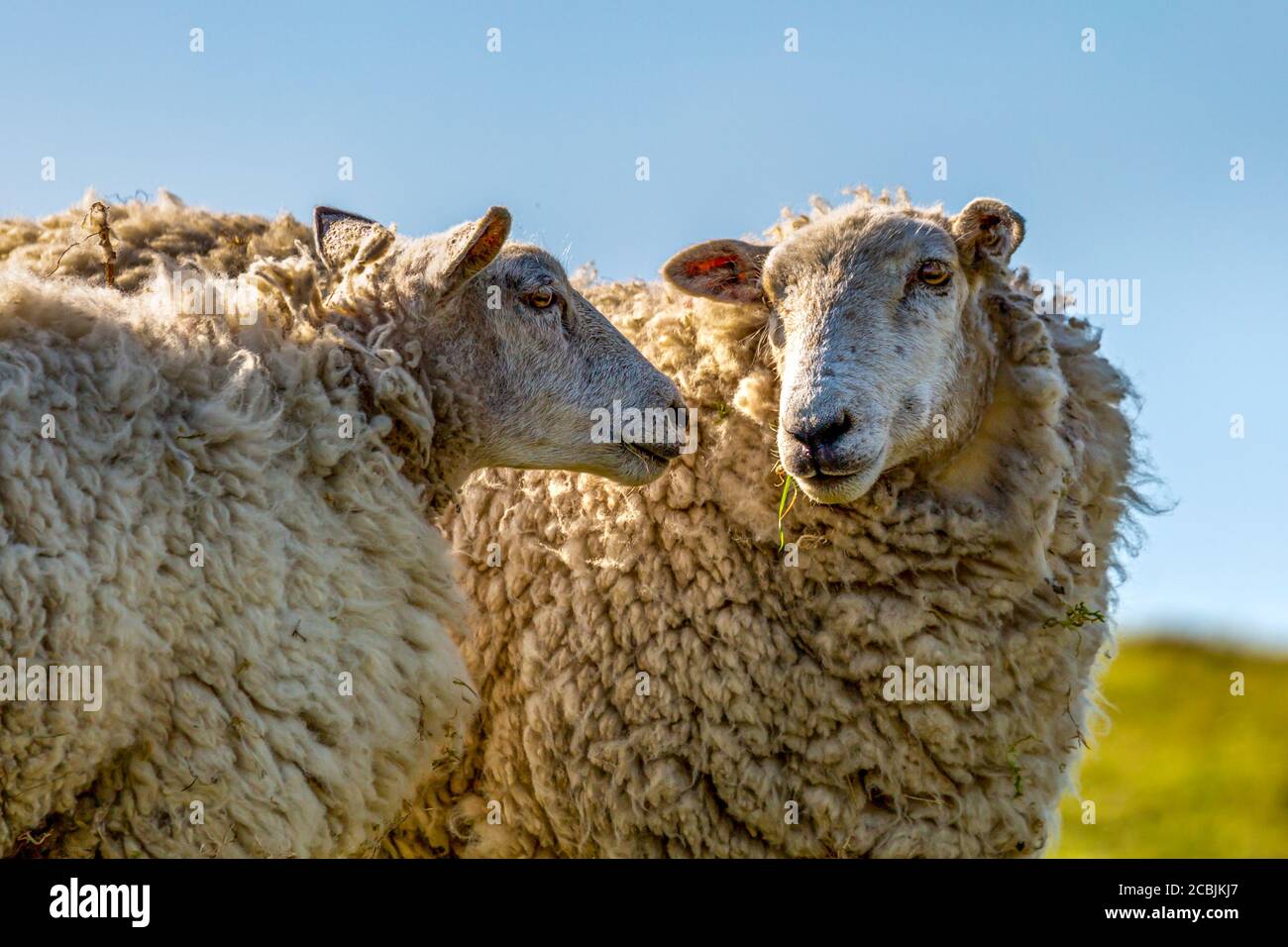 Two sheep in the South Downs on a spring day Stock Photo - Alamy