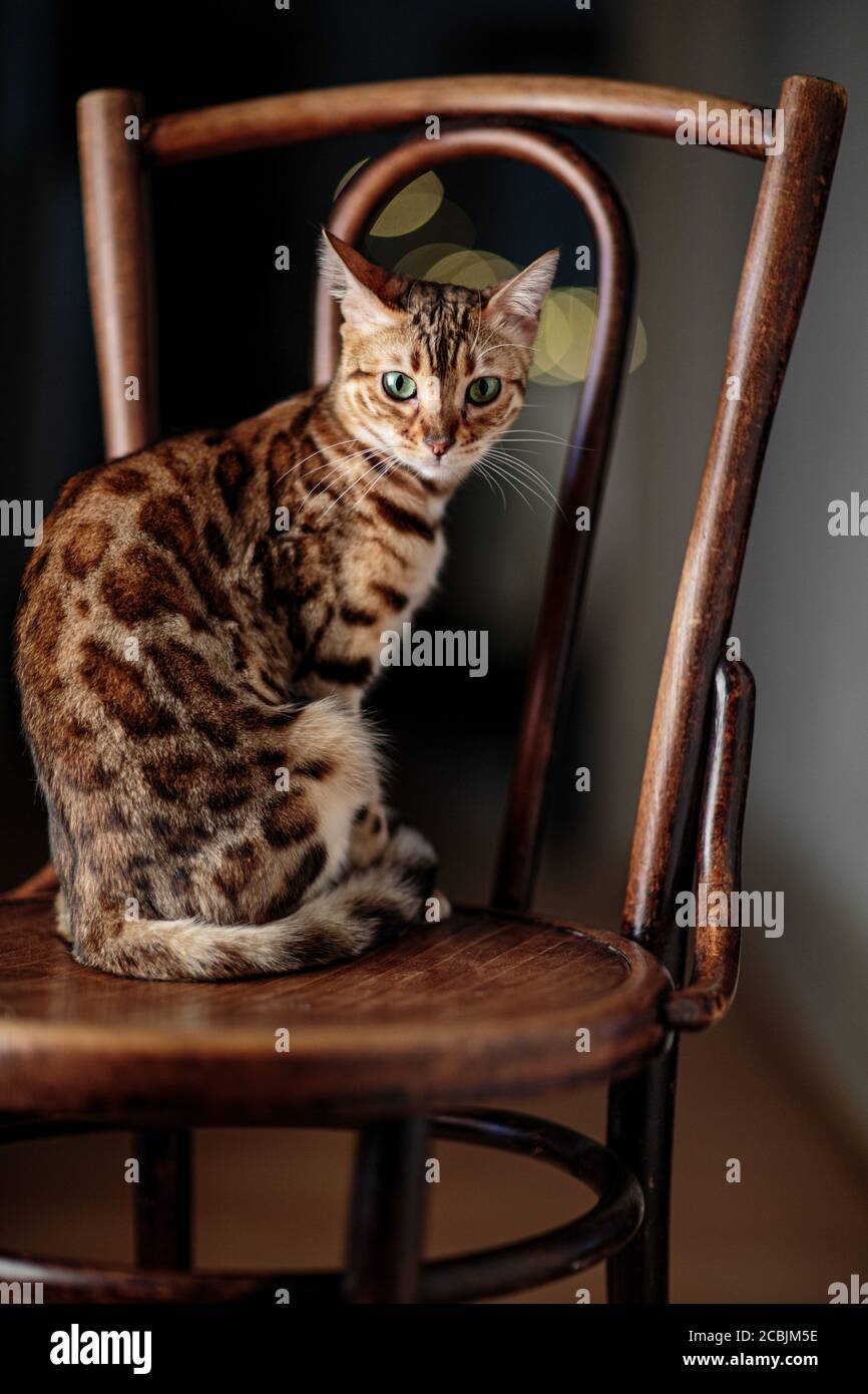 Bengal Cat Studio Portrait on antique wooden chair Stock Photo