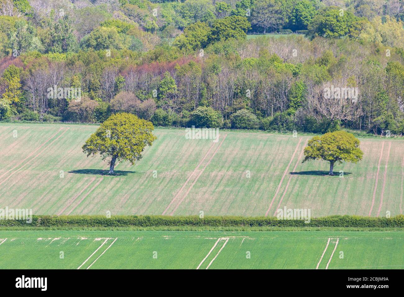 Looking down on trees in a field, on a sunny spring day Stock Photo
