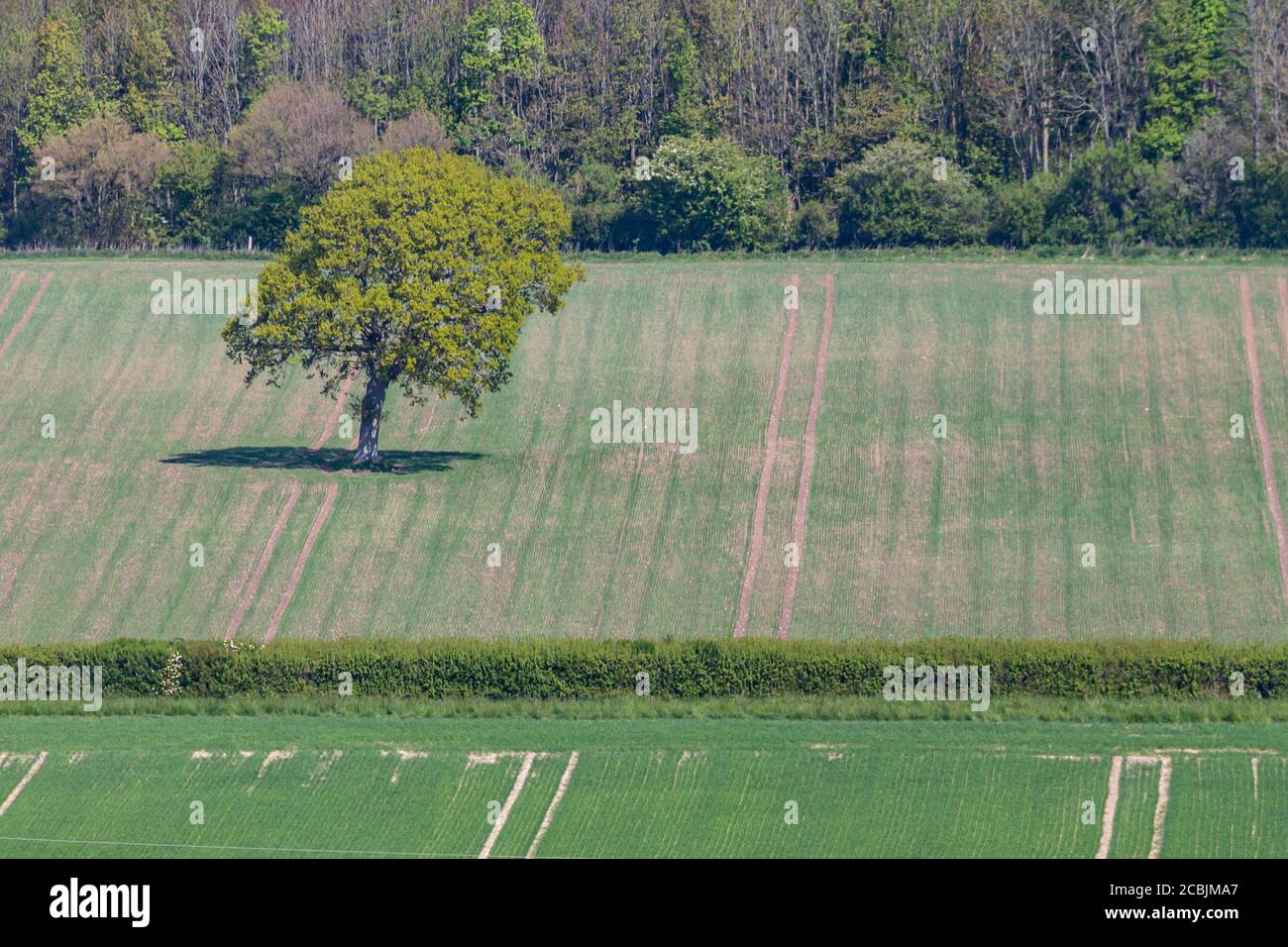A high angle view of a tree in a field Stock Photo