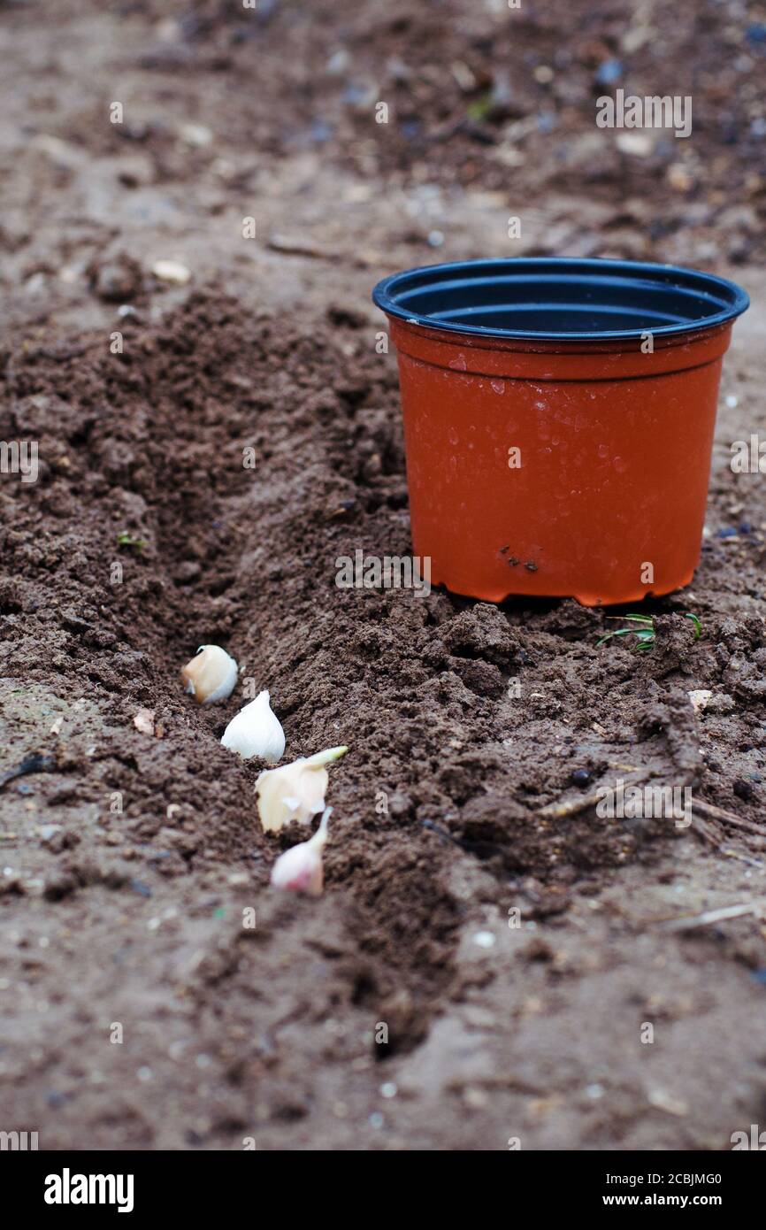 Planting garlic into the ground Stock Photo Alamy