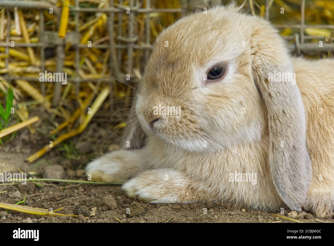 dried grass for rabbits