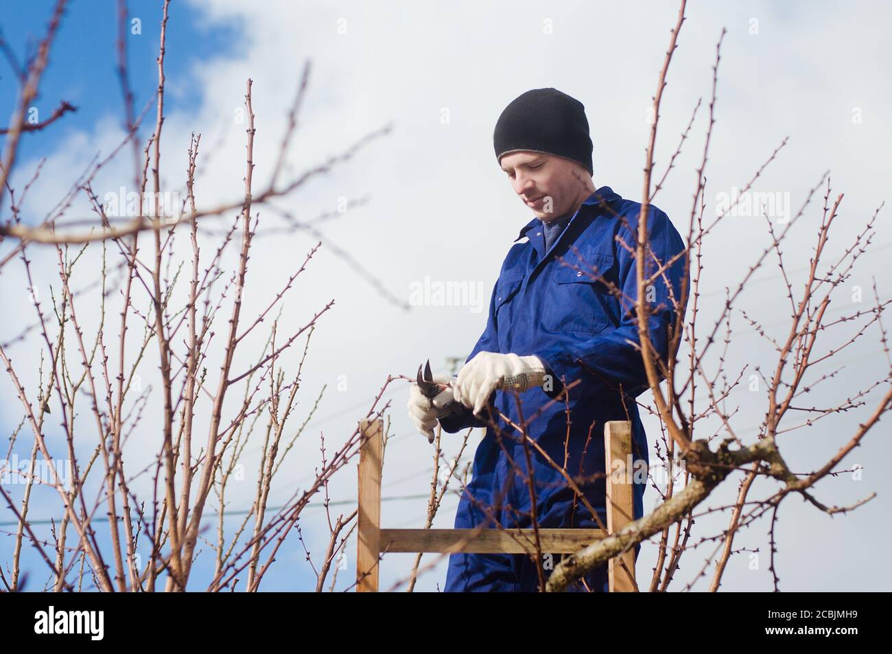 Young man pruning apricot brunches using ladder Stock Photo