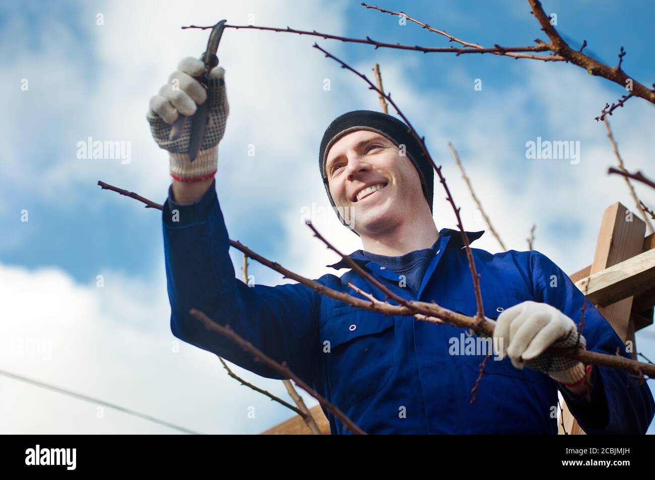 Man pruning brunches with the pruner Stock Photo