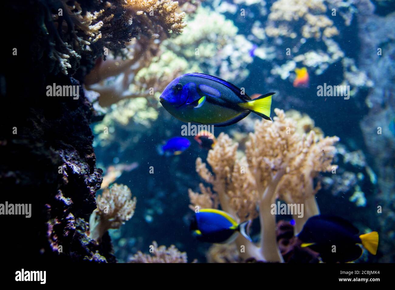 A colourful fish in the Berlin Aquarium, Germany Stock Photo Alamy