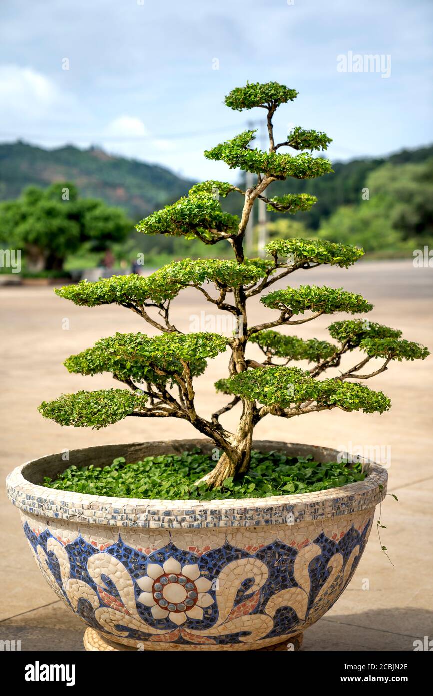 Informal upright bonsai hires stock photography and images Alamy