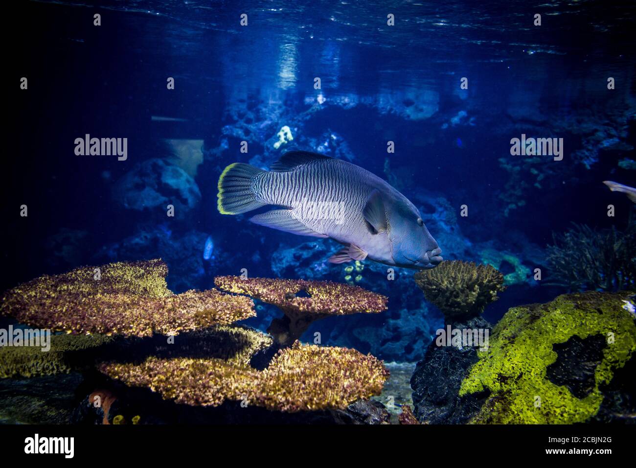 A large fish in the Berlin Aquarium, Germany Stock Photo Alamy