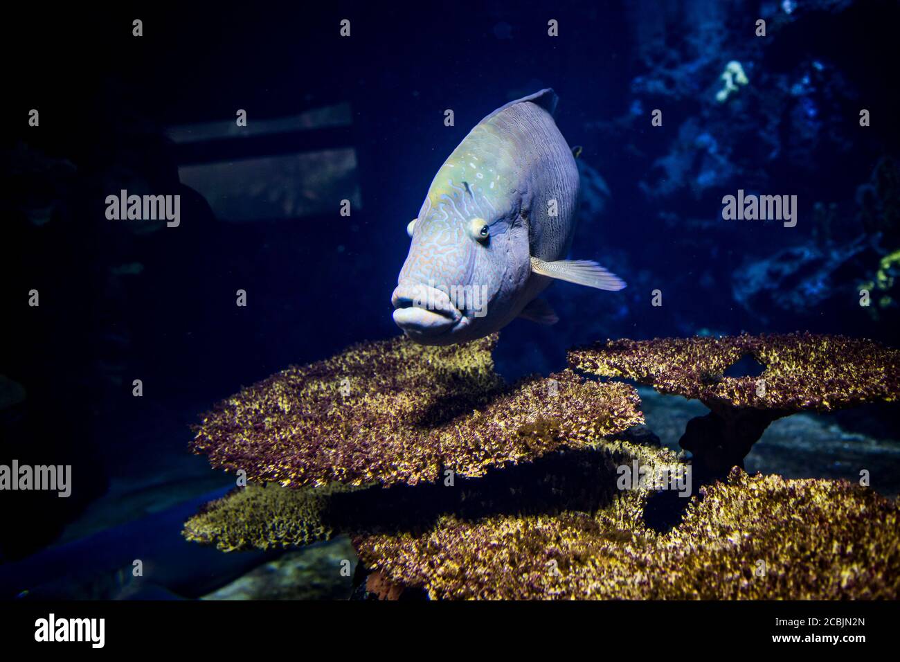 A large fish in the Berlin Aquarium, Germany Stock Photo Alamy