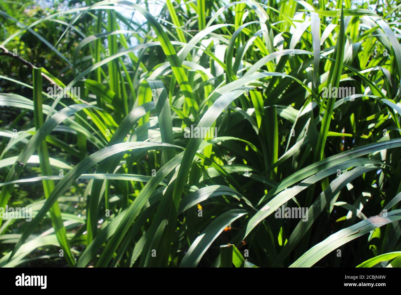 Close up of big pond reeds lit up by sunlight in Pickmere, England Stock Photo