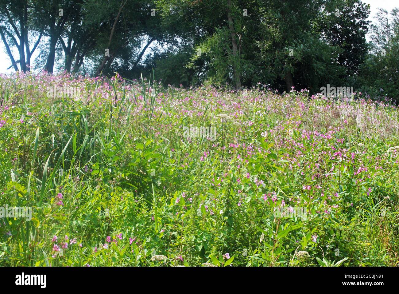 Tall plants hi-res stock photography and images - Alamy