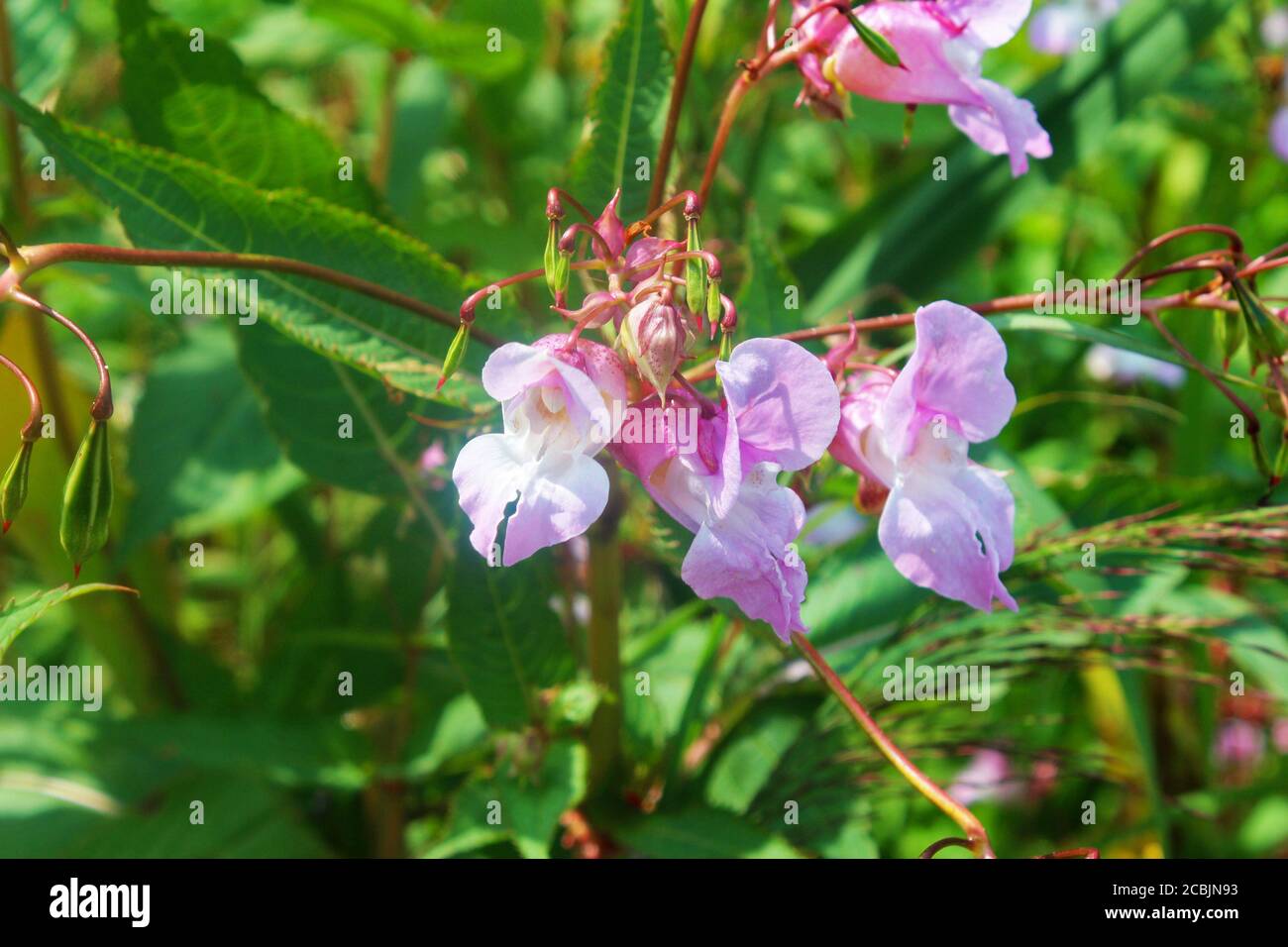 Close up of small, wild pink bell flowers on a green leaved plant in the sunlight in Pickmere, England Stock Photo
