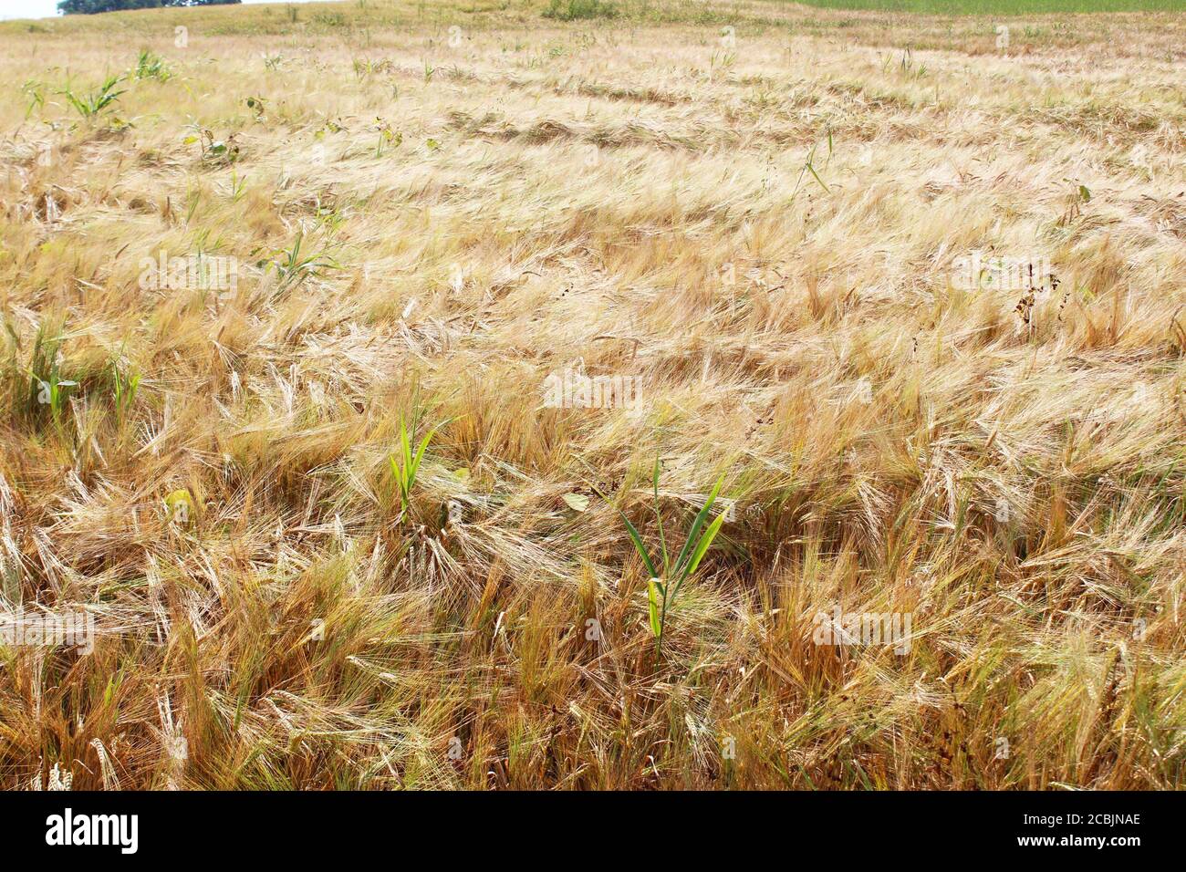 Big golden rye field (Secale cereale) in Pickmere, England Stock Photo