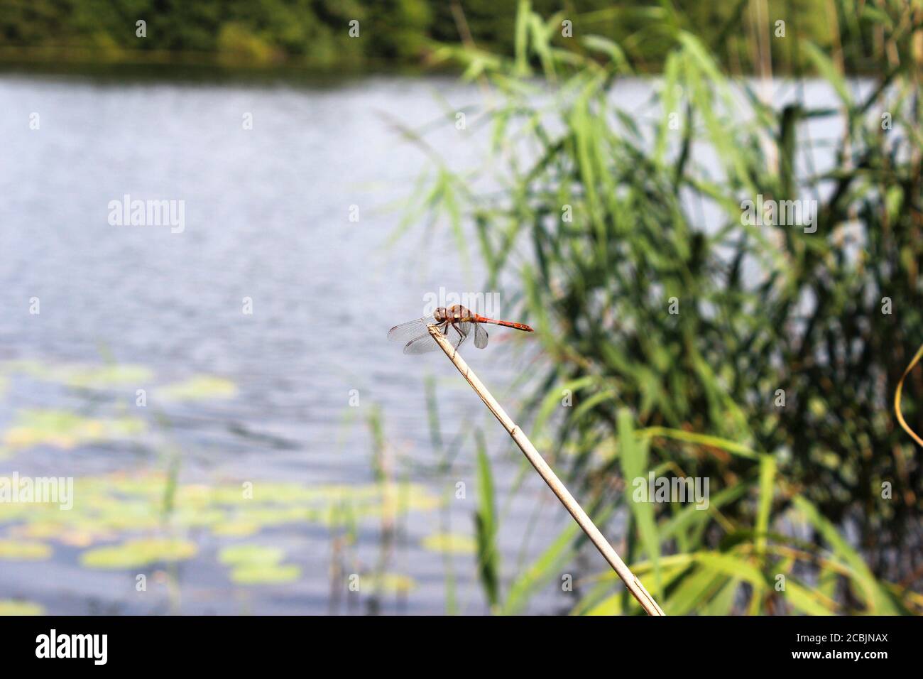 Red-veined darter dragonfly (Sympetrum fonscolombii) perching on the end of a stick on the margins of Pickmere lake in Cheshire, England Stock Photo