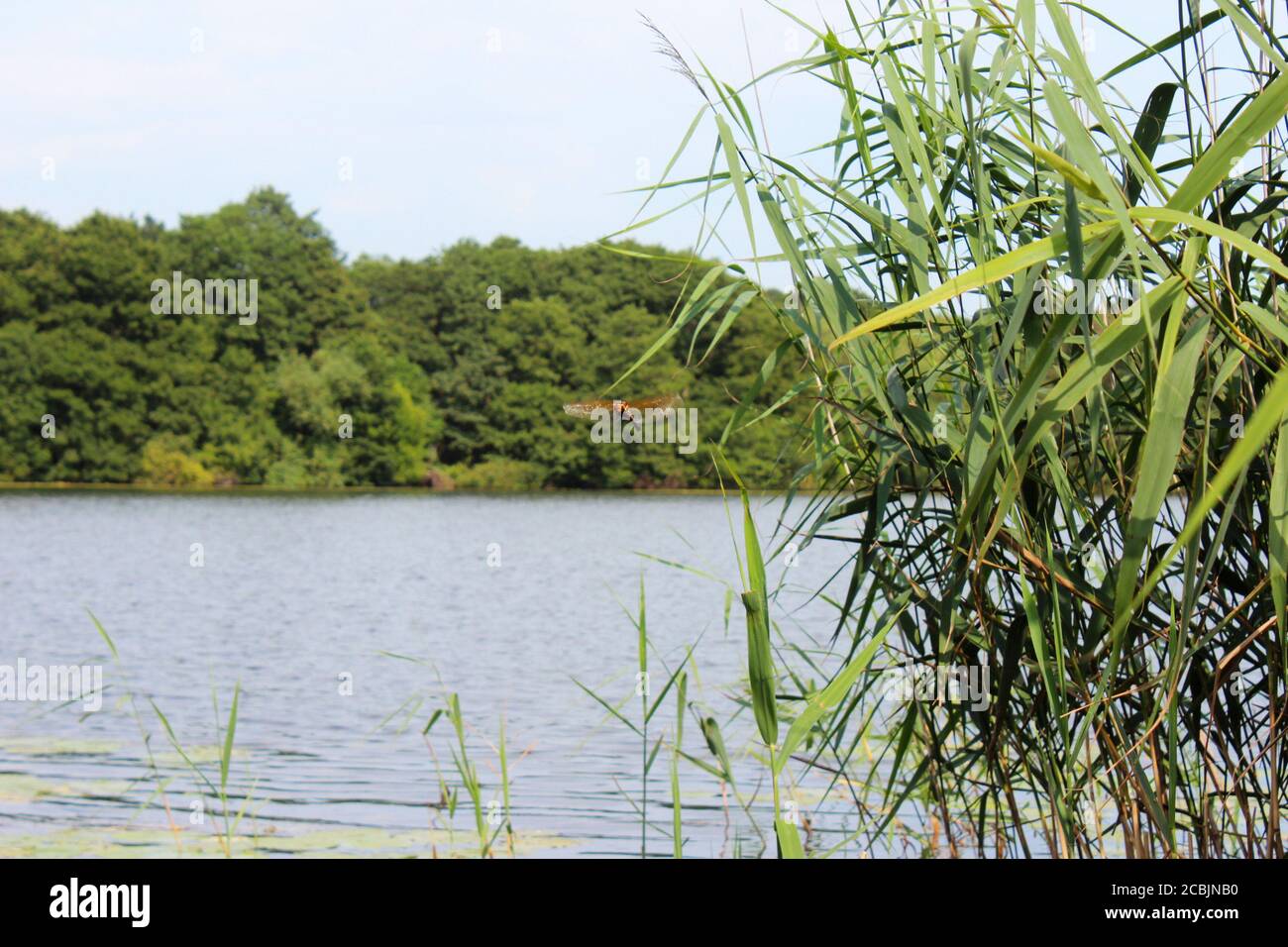 Scenery of Pickmere lake, inc reeds and trees with a flying dragonfly in Cheshire, England Stock Photo