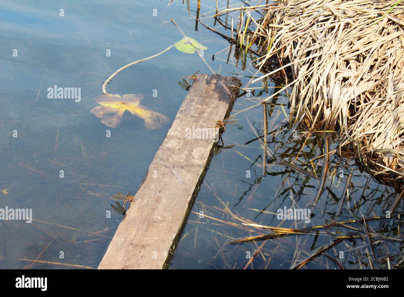 Golden dragonflies (Libellula needhami) sitting on a wooden plank next to dead reeds on the margins of Pickmere lake in Cheshire, England Stock Photo