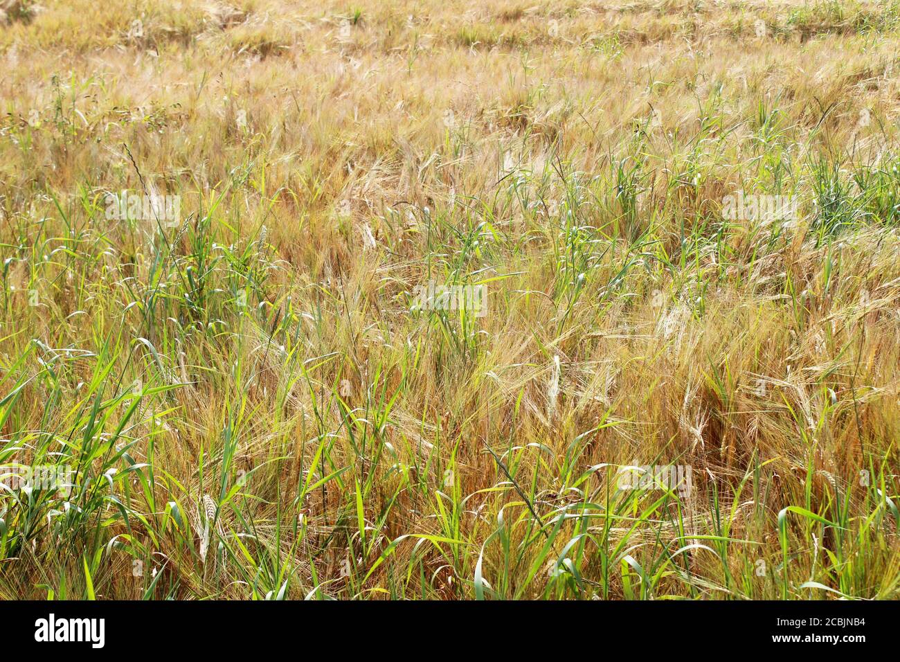 Golden rye field (Secale cereale) on a sunny day in Pickmere, England Stock Photo