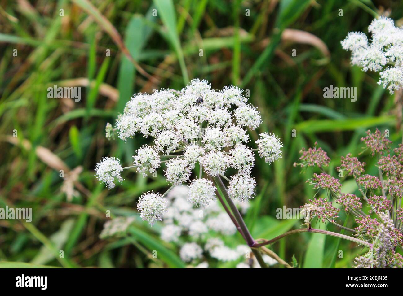 Close up of a Wild Angelica (A. sylvestris) plant in the wilderness of Pickmere, England Stock Photo