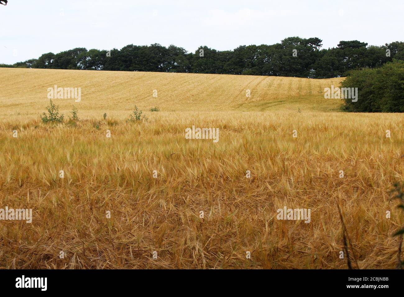 Big field of growing rye (Secale cereale) in Pickmere, England Stock Photo