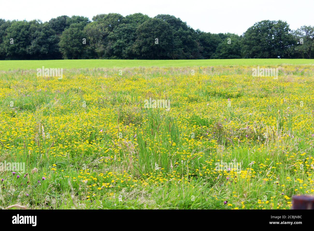 Wild grassland field meadow with wild plants and yellow flowers in