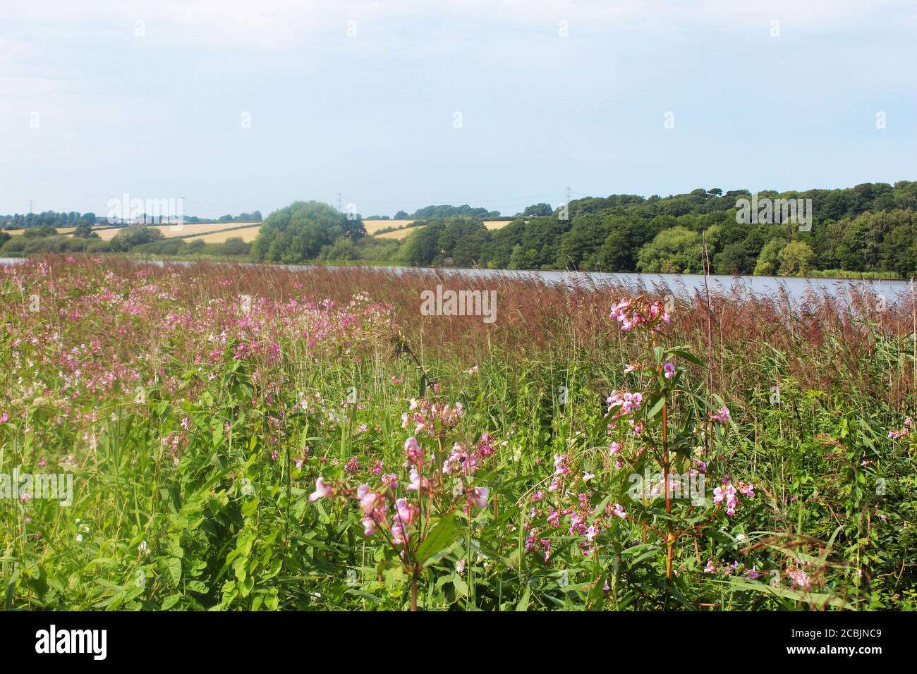 Pink wild flowers and fluffy reed grass field on the margin of Pickmere lake in Cheshire, England Stock Photo