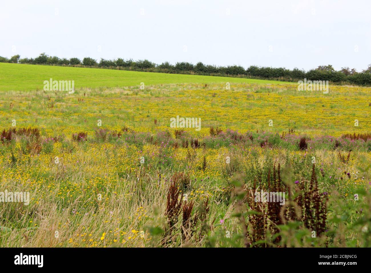 Wild grassland field meadow with wild plants and yellow flowers in Pickmere, England Stock Photo