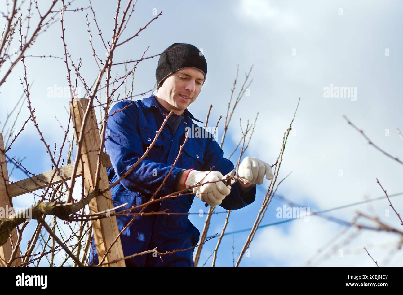 Young man pruning apricot branches using ladder Stock Photo